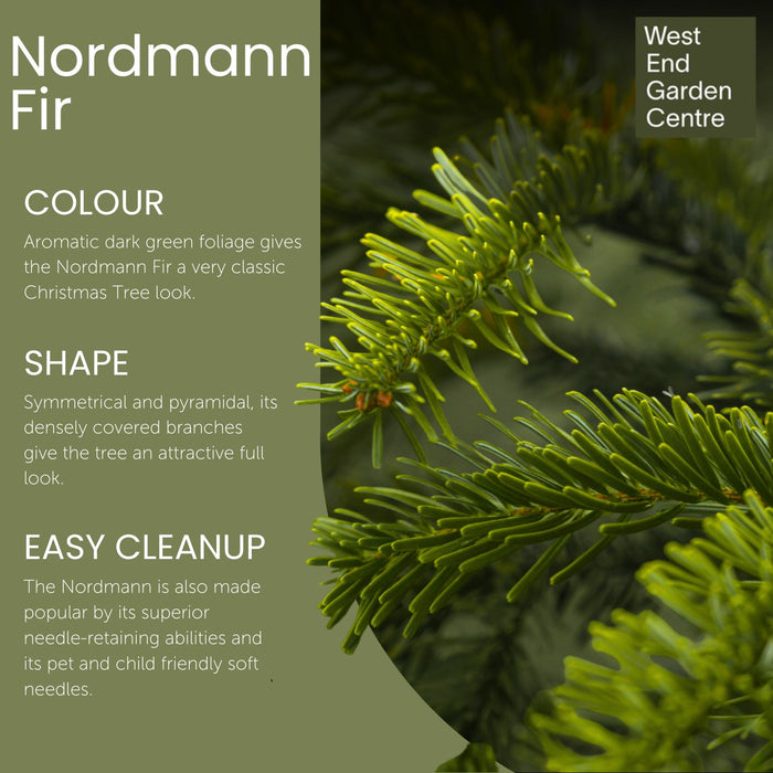 Nordmann Fir Freshly Cut Christmas Tree 4-13ft